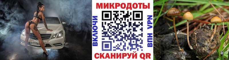 MEGA   Гусев  Псилоцибиновые грибы Cubensis 