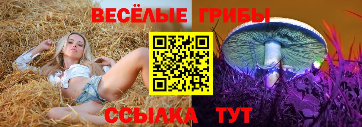 Галлюциногенные грибы Psilocybe Гусев
